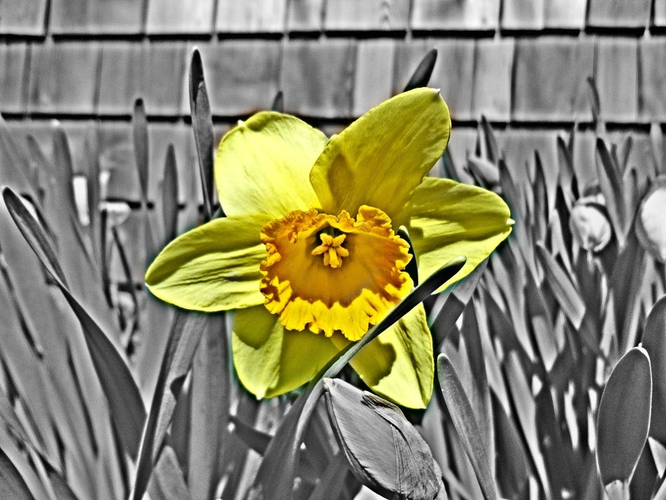 Daffodil