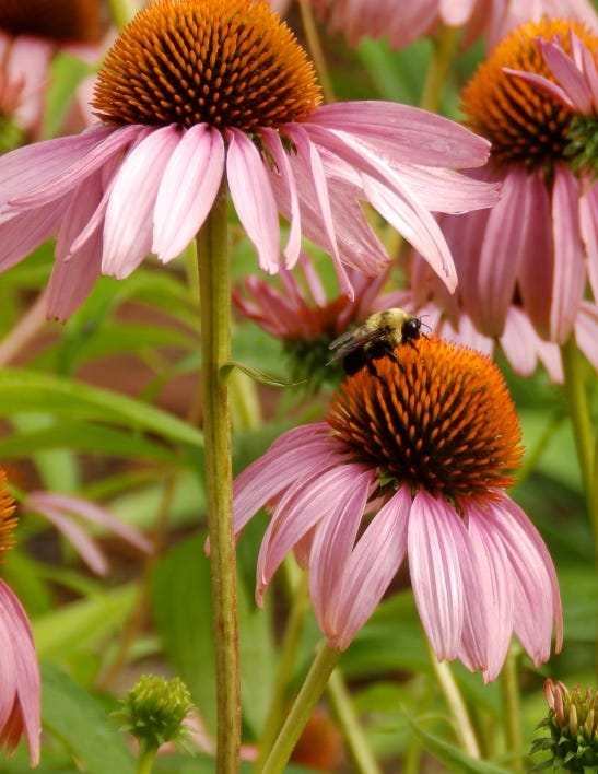 Echinacea