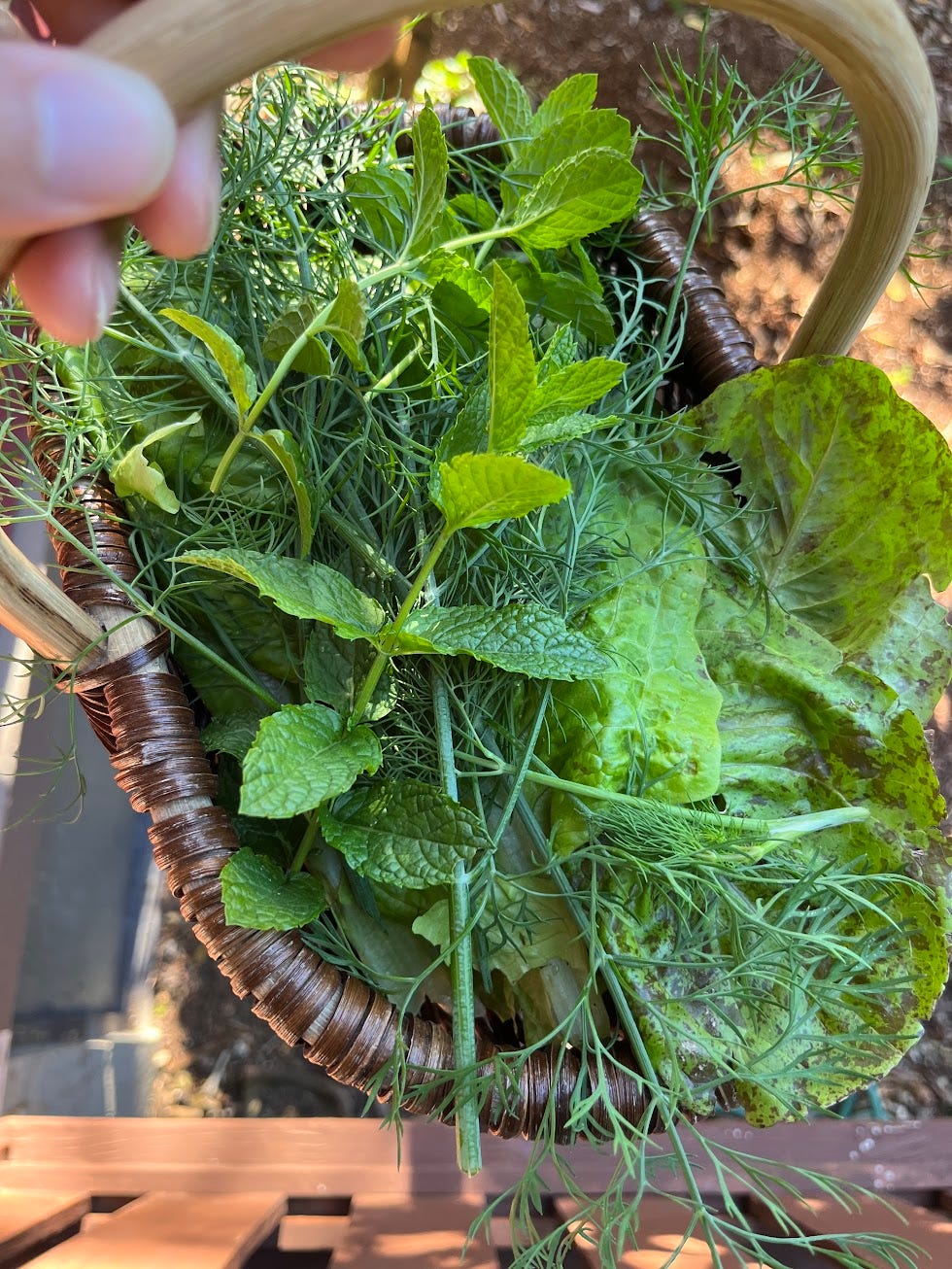 A hand holding a harvest basket of lettuce and herbs