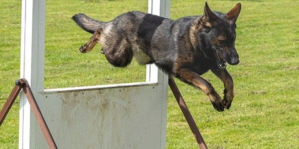 Police Dog Obi jumping an obstacle