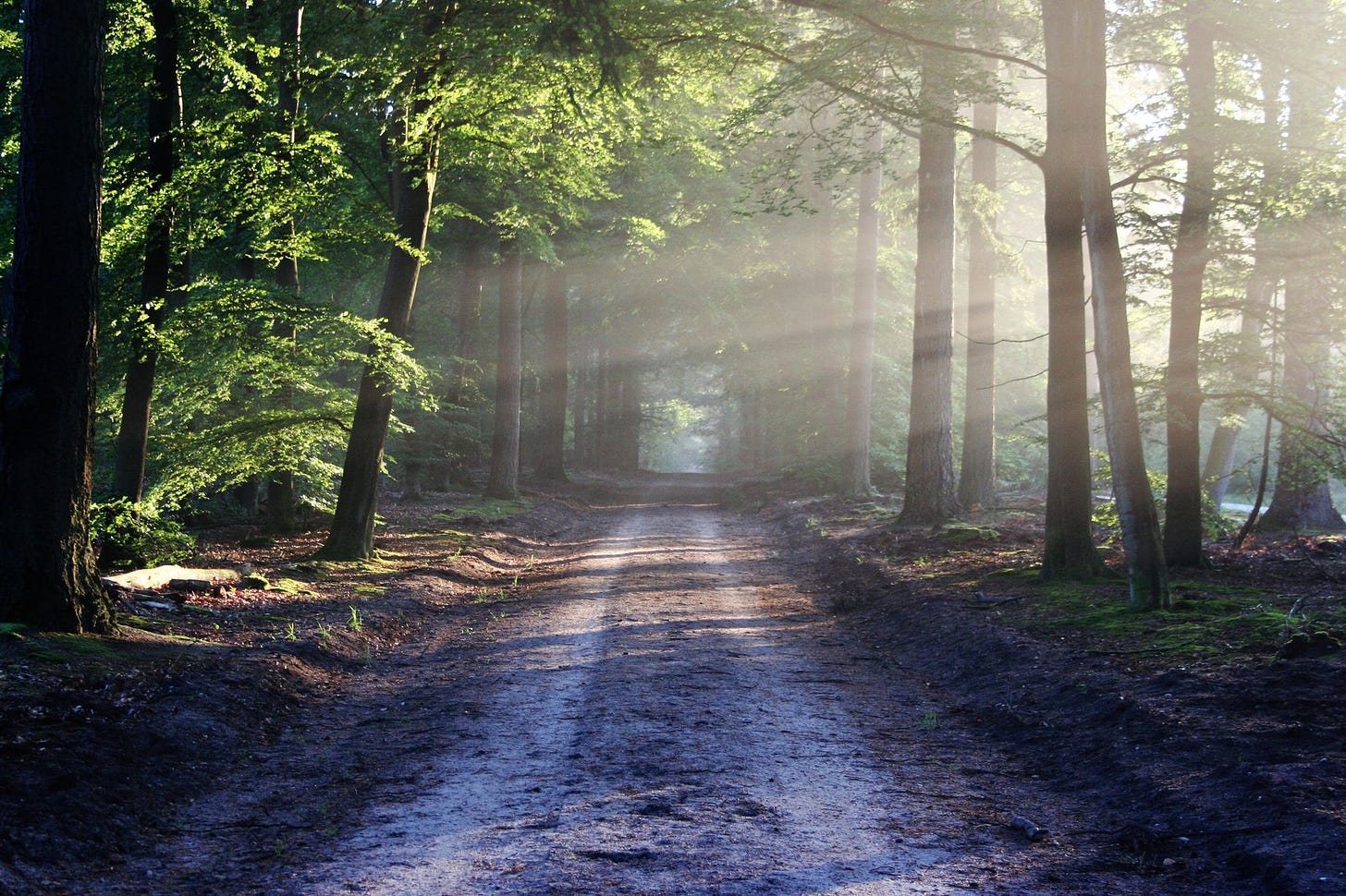 photo of dirt road through woods via Pexels