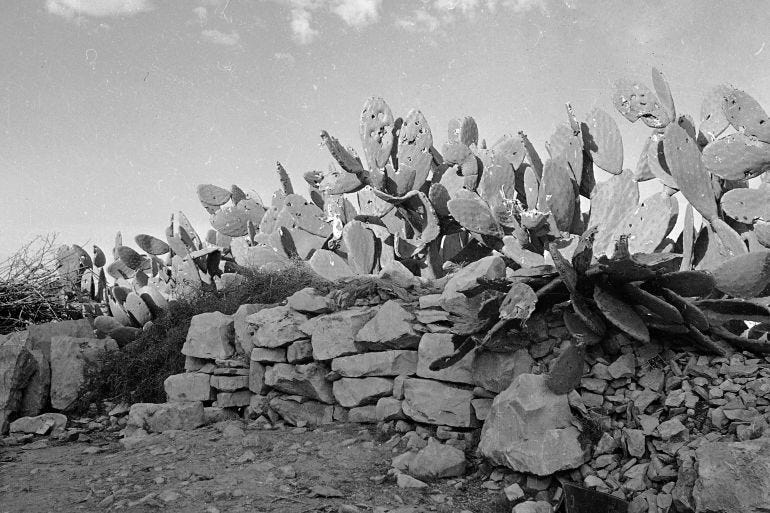 Bullet-riddled cactus are seen in the village of Deir Yassin