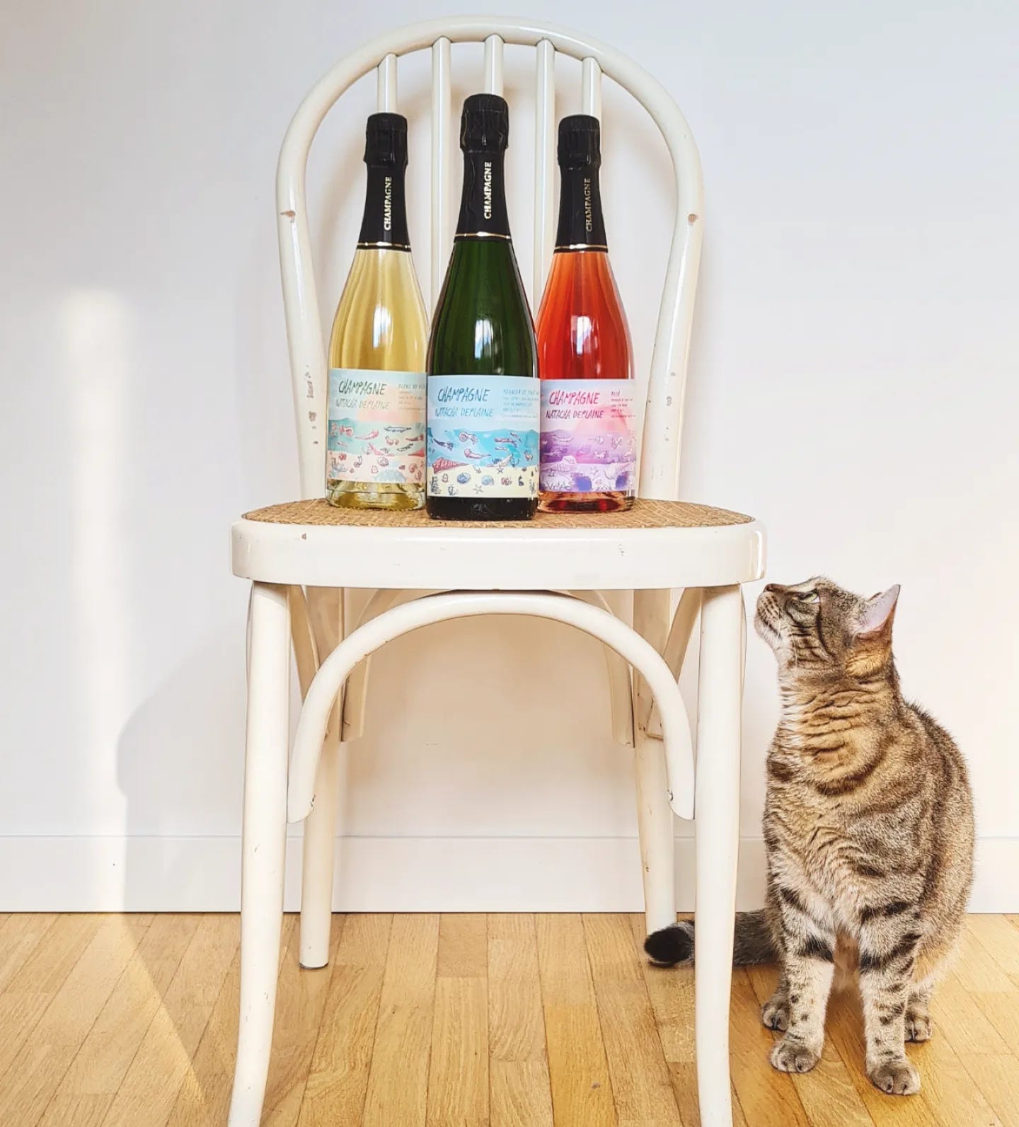 tre bottiglie di champagne poggiare su una sedie dalla seduta in vimini con un gatto che le osserva