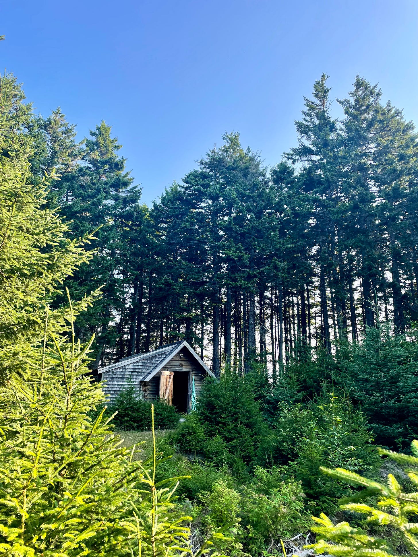 Cabin with trees on Norton Island