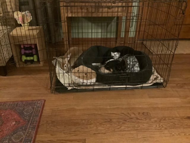 rabbit in dog crate with dog