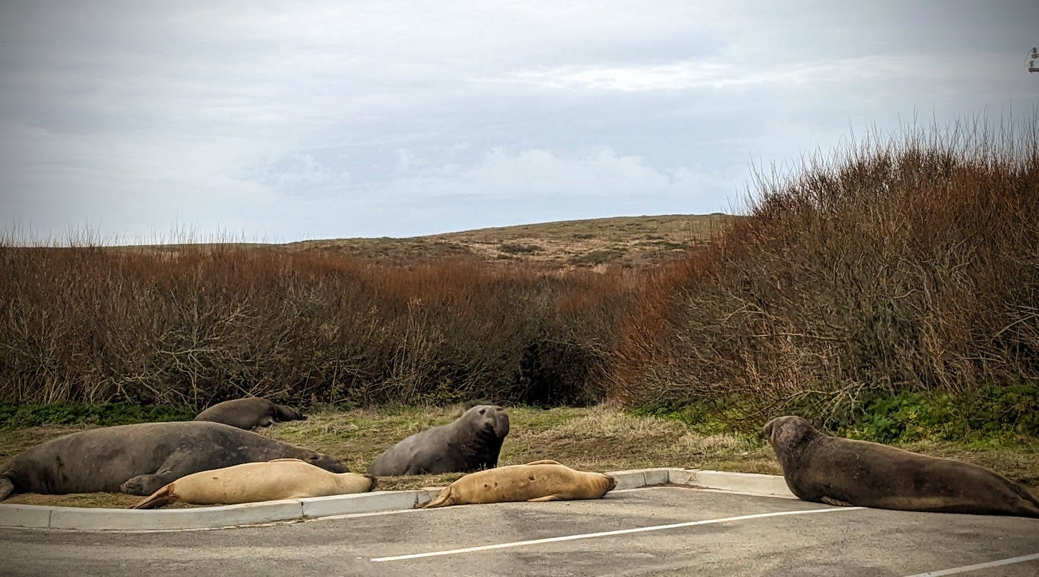 Six elephant seals--four dark gray adults and two light brown babies--lounge in a parking lot and on adjacent grass with sandy hills and cloudy sky behind them.