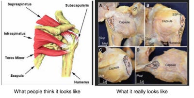 the capsule of the shoulder joint