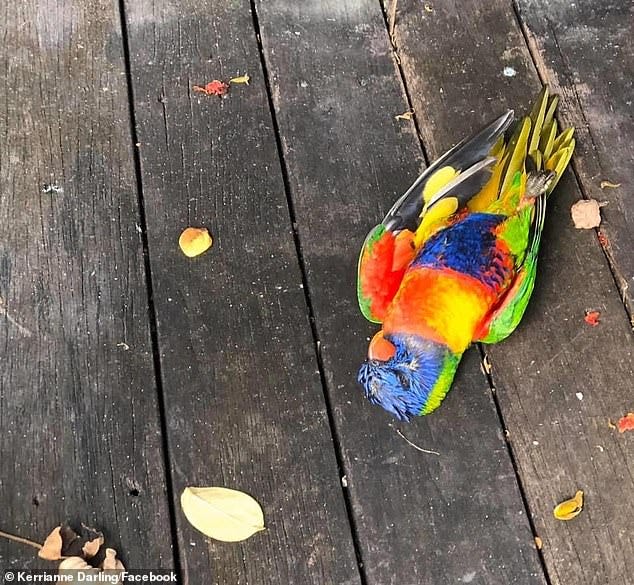 Lorikeets estão morrendo em massa na Austrália, morte de Lorikeet na Austrália, morte de pássaros na Austrália, vírus misterioso mata centenas de Lorikeet na Austrália, síndrome de paralisia de Lorikeet, vírus misterioso mata centenas de Lorikeet na Austrália Síndrome de paralisia de Lorikeet em maio de 2020