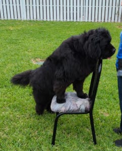 Crokell with his front paws on a chair.