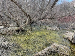 A photo of a swampy area of dry brush and trees with water covered in algae or other swampy green life.