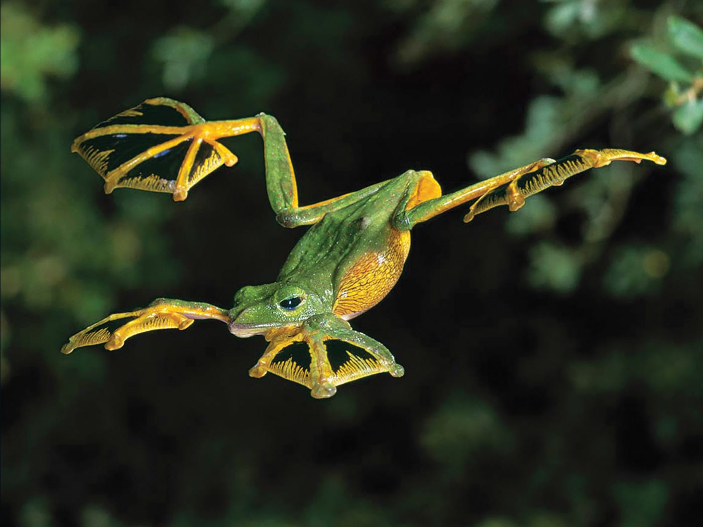 When Frogs Fly | The Institute for Creation Research