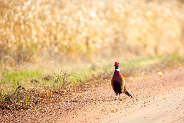 In South Dakota, it is legal to hunt small game from roads. (Photo: Shutterstock)