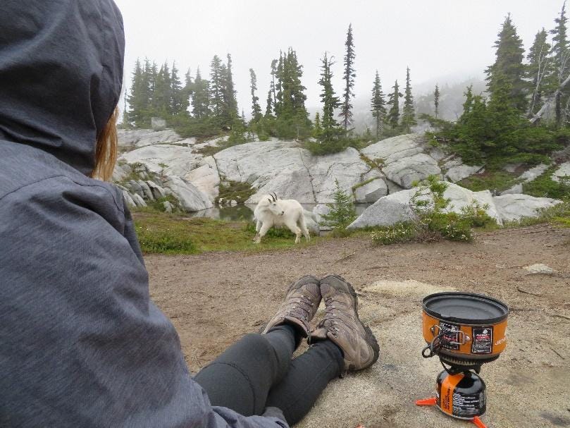 A person sitting on the ground looking at a white animal

Description automatically generated