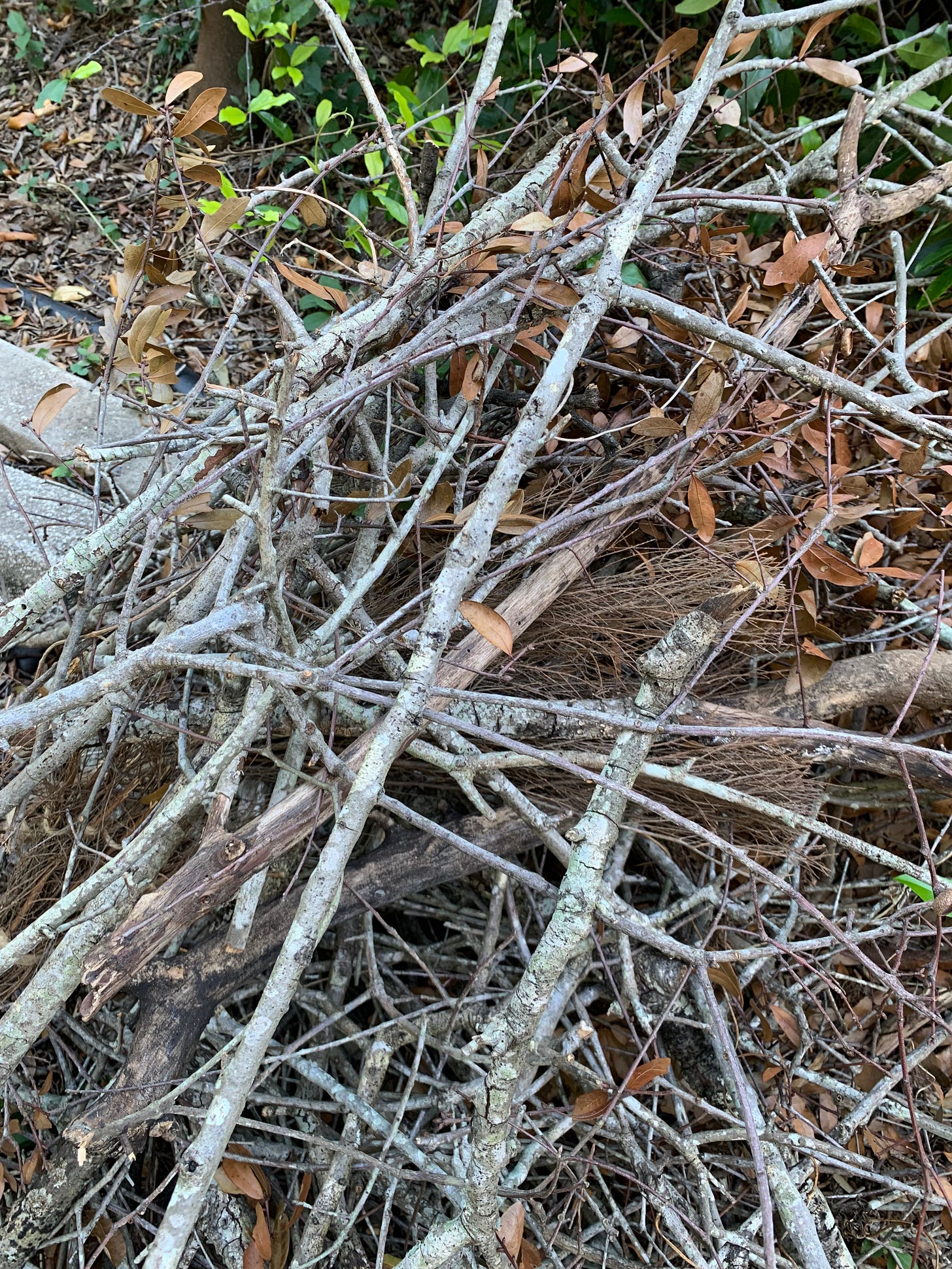 pile of sticks on the ground