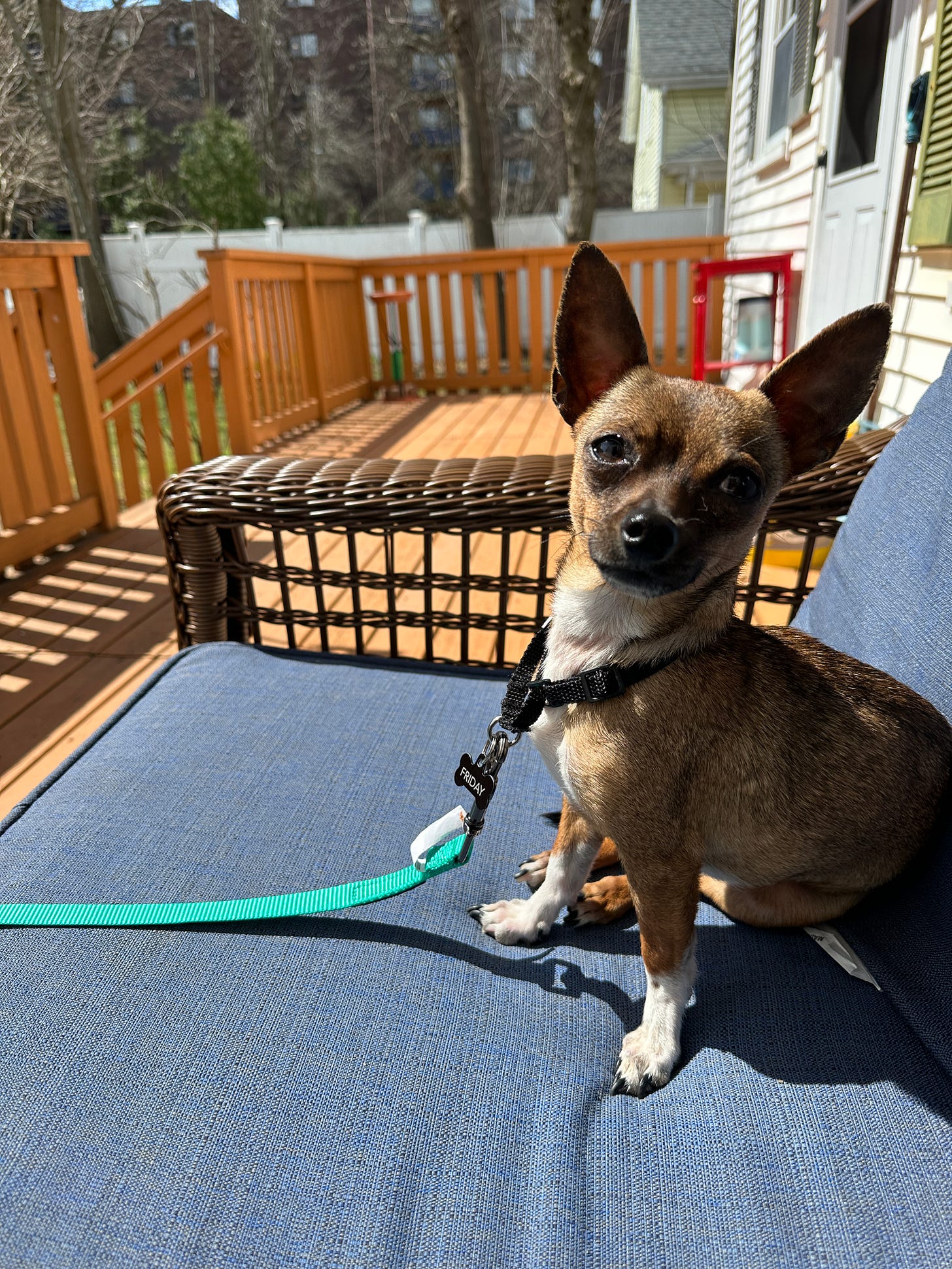 A brown and white chihuahua sitting on a couch outside