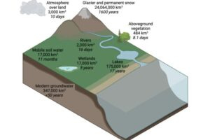 Infogrpahic showing lifecycle of water from ground to atmosphere via plants