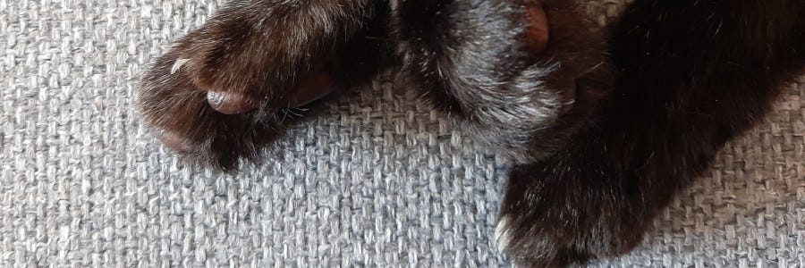 A cat's paws