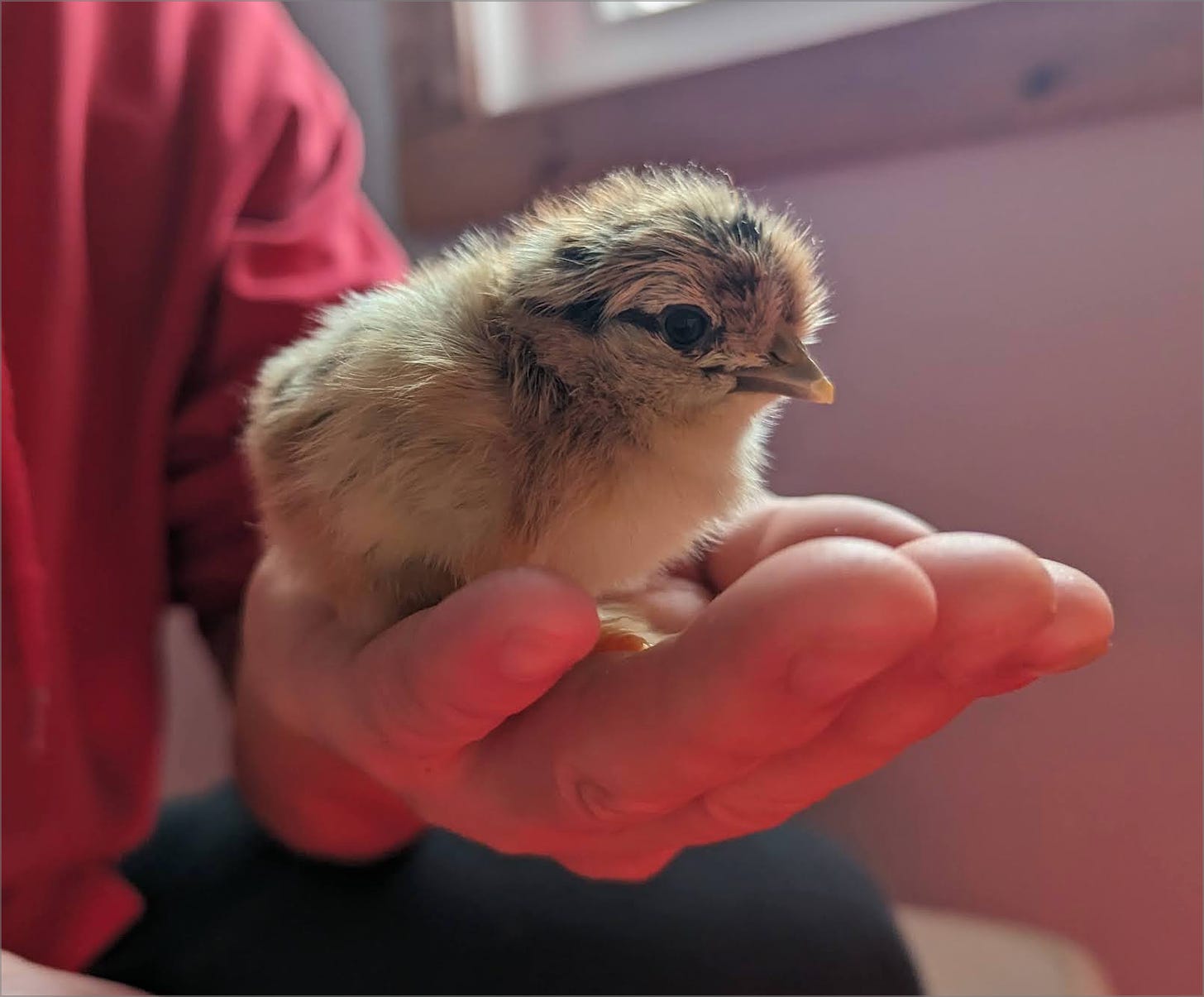 Man holding small newly hatched chicken