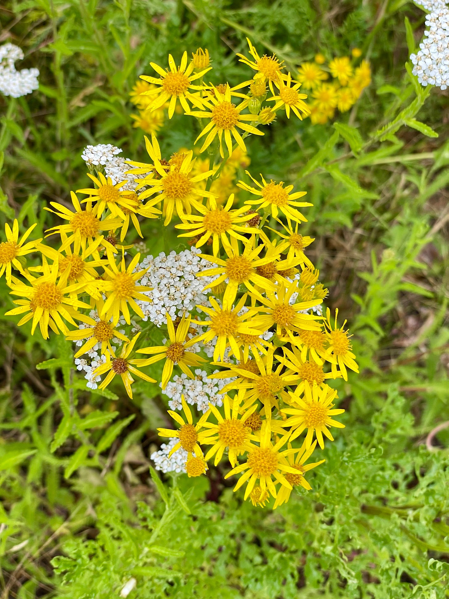 Cluster of small bright yellow wild daisies intertwined with delicate white yarrow flowers, growing among green grasses and wild foliage. Cluster of small bright yellow wild daisies intertwined with delicate white yarrow flowers, growing among green grasses and wild foliage.