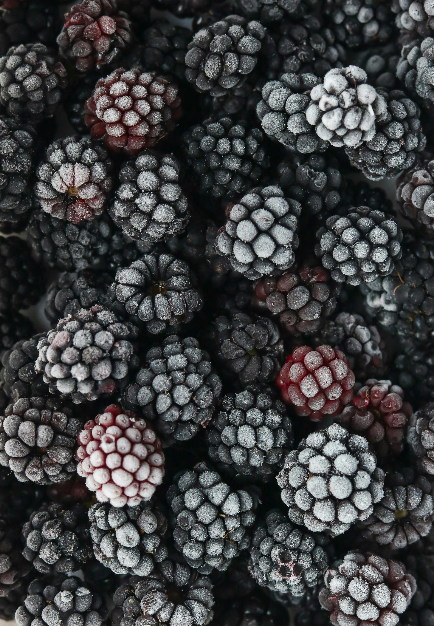 close-up of frozen blackberries