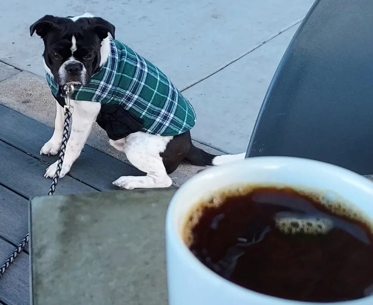 A small black and white puppy with floppy black ears wearing a green and black flannel jacket looks up at the camera and a blurred cup of coffee in the foreground.