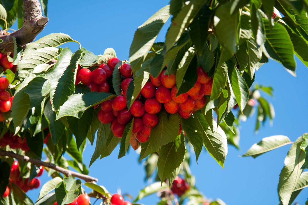 Cherry Trees