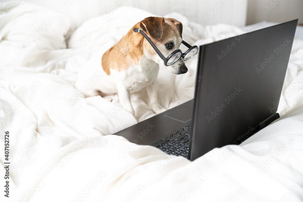 Smart nerd dog with glasses surprised looking to laptop computer screen.  Watching movies or working from home on internet. Online freelancer  projects. Reading unexpected news Social media content user Stock Photo |