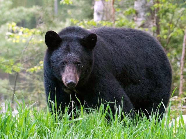 Classification of Black Bears - North American Bear Center