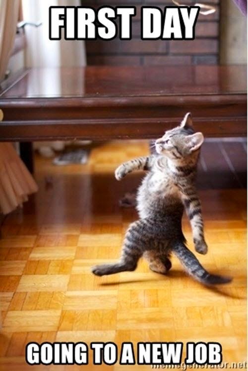A kitten walking on two legs upright, really strutting as he walks by a coffee table.   Caption: First day going to a new job.