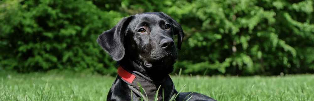 labrador retriever