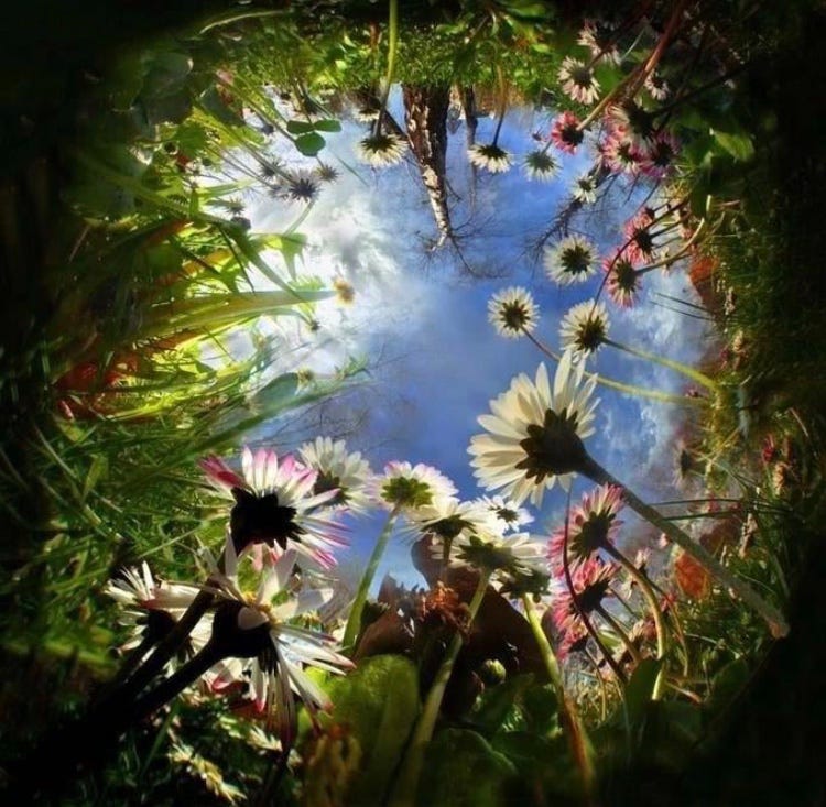 An image of flowers looking up through them to the blue sky