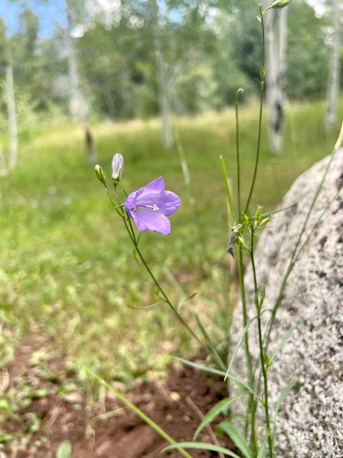 Photo of a wild blue violet  in an aspen grove at summertime