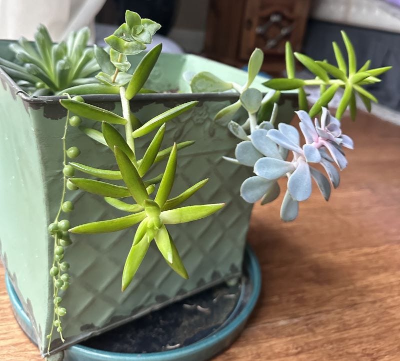 A planter filled with succulents