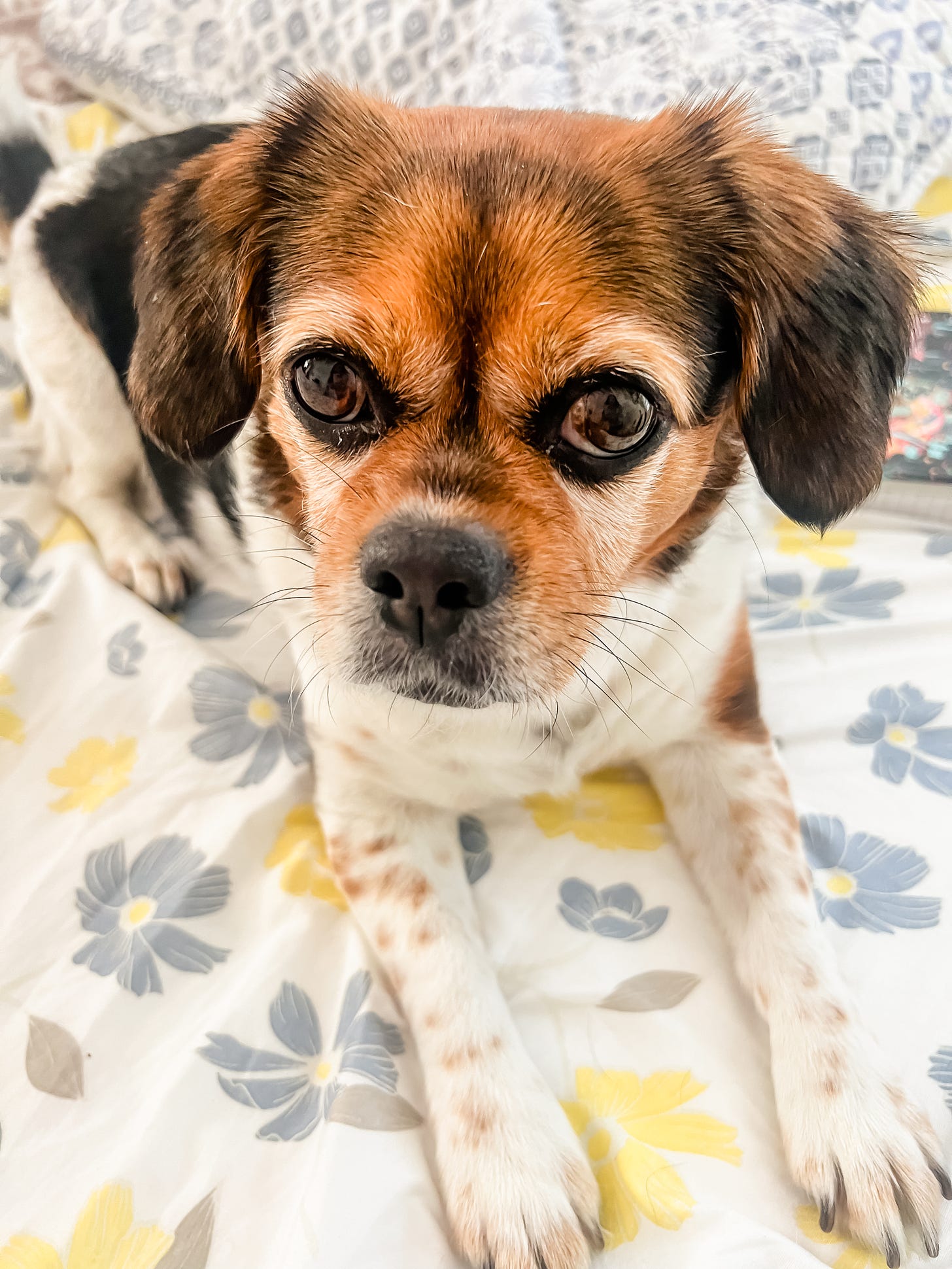 Photo of a small dog, mixed Beagle and King Charles Cavalier Spaniel, in repose on a bed with flowery bedsheets.