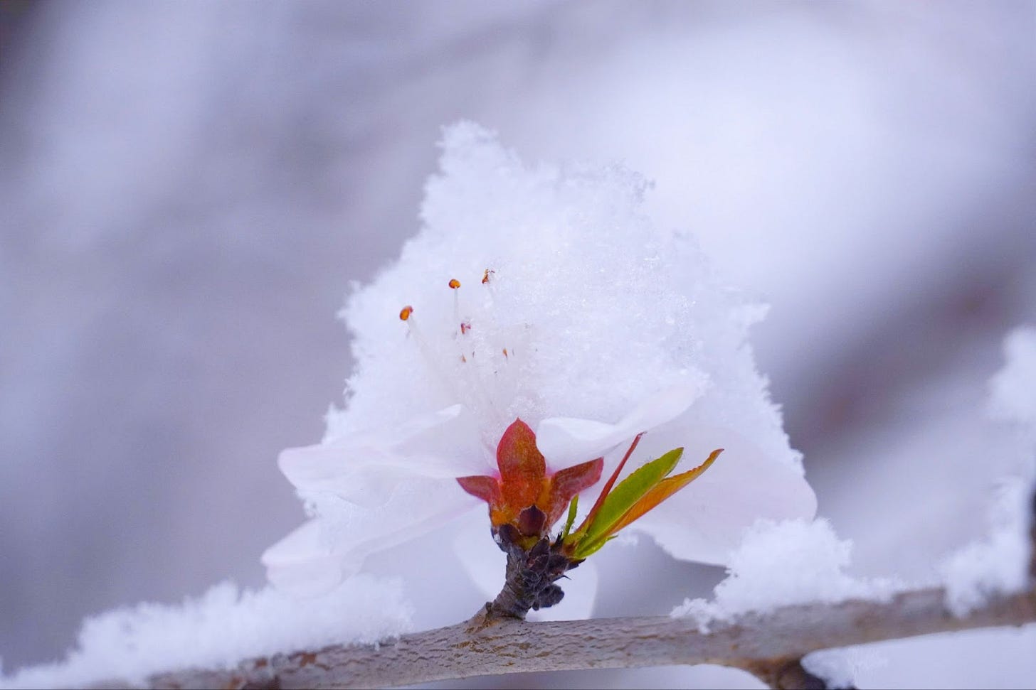 Green and orange bud on a branch covered with snow