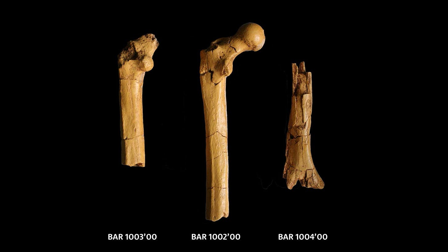 Two femora and one humerus with labels: BAR 1003'00, BAR 1002'00, and BAR 1004'00 Two femora and one humerus with labels: BAR 1003'00, BAR 1002'00, and BAR 1004'00