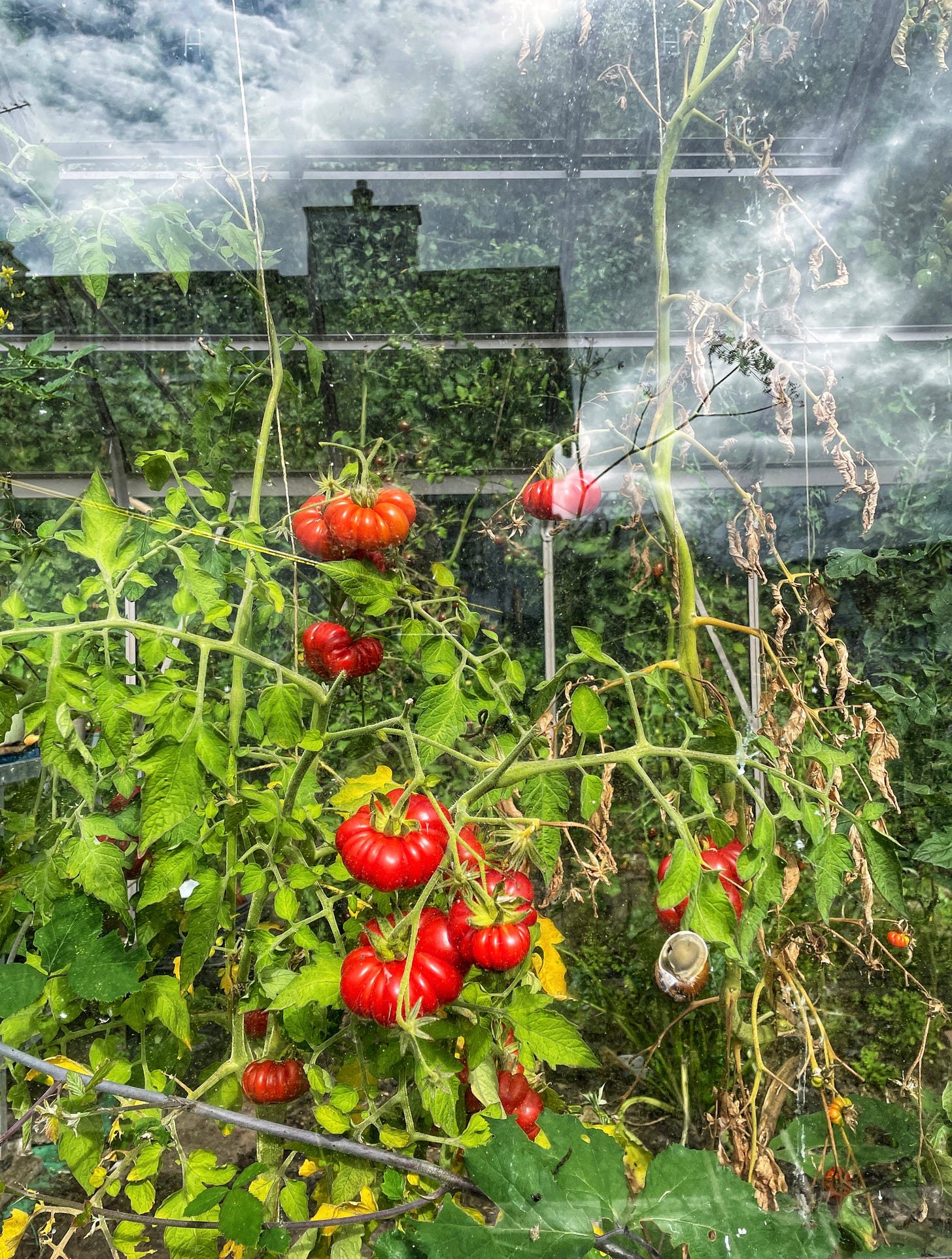 Costoluto fiorentino in late summer