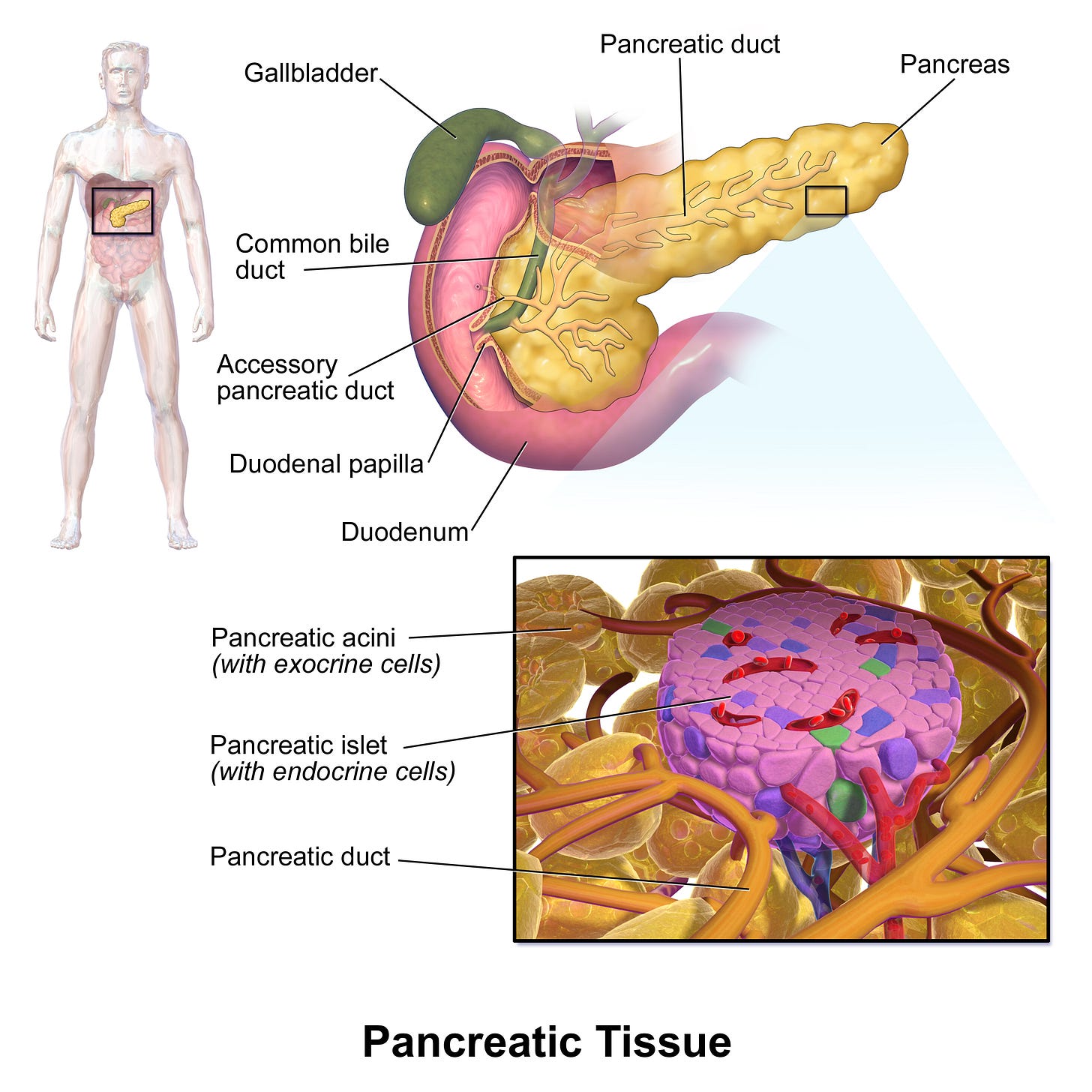 Pancreatic islets - Wikipedia