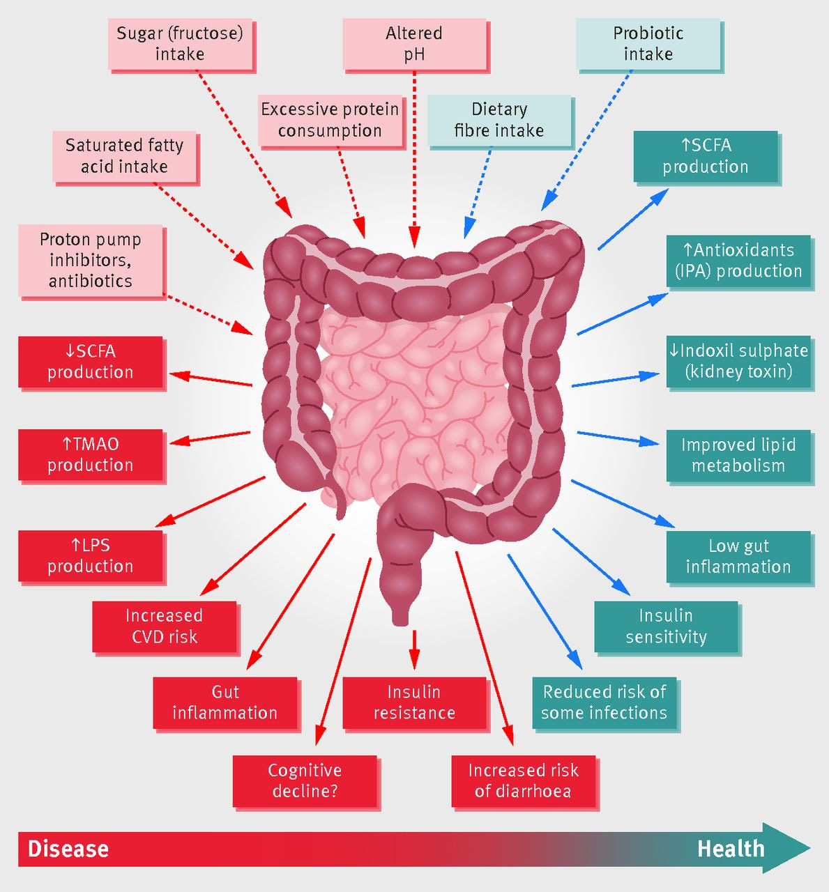 Infographic about the role of the gut microbiome in nutrition and health