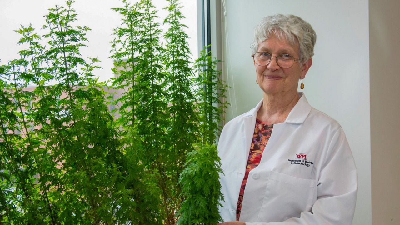 Sweet Wormwood versus COVID-19
