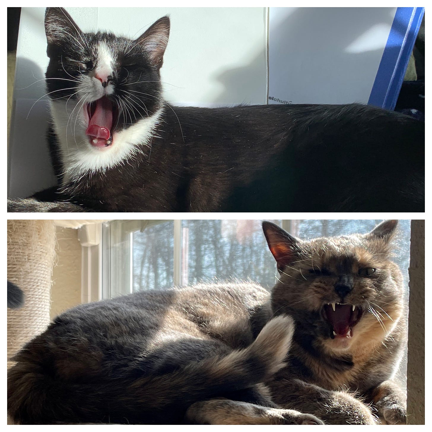 Top: a tuxedo cat lying on his belly on an open white looseleaf binder, with his head turned to face the camera, yawning dramatically. Bottom: a dilute tortoiseshell cat curled up on a cat tree beside a window, looking up at the camera, in the middle of a yawn with one eye slightly open.