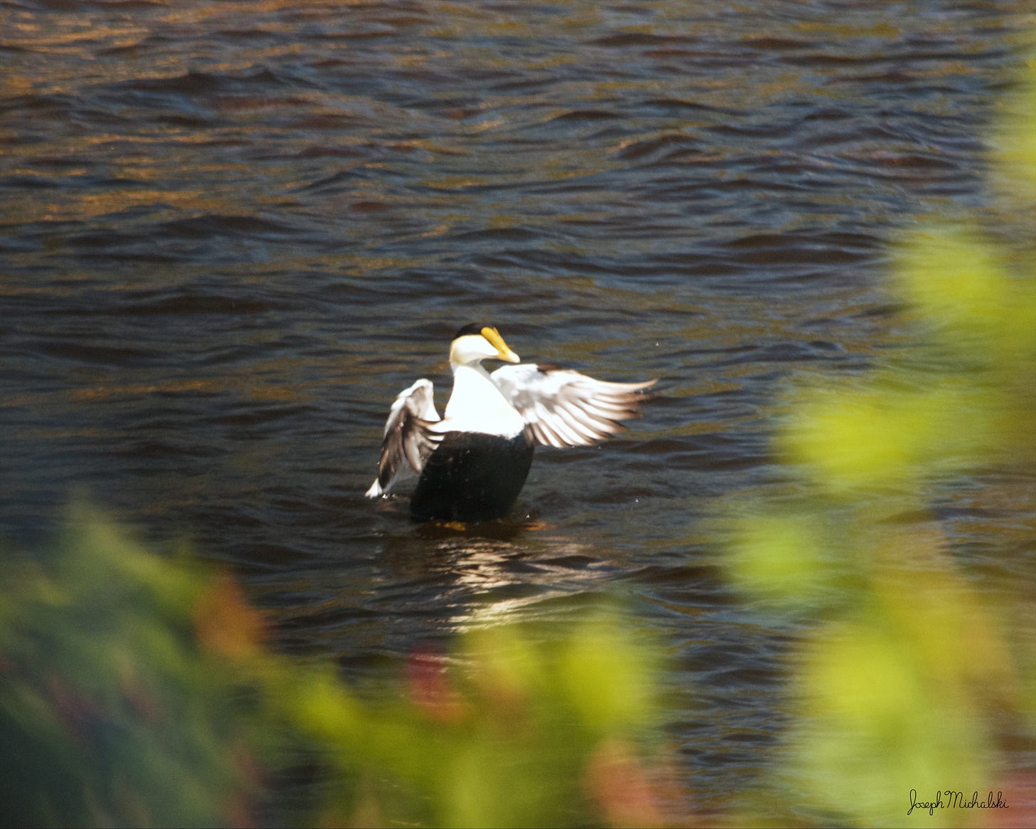 A Common Eider finishes his bathing routine with a grand flap.