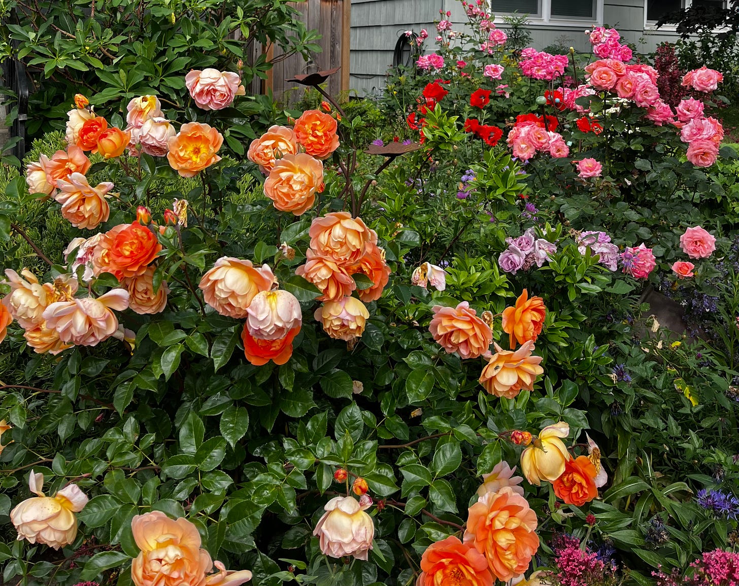 multicolored roses in a garden