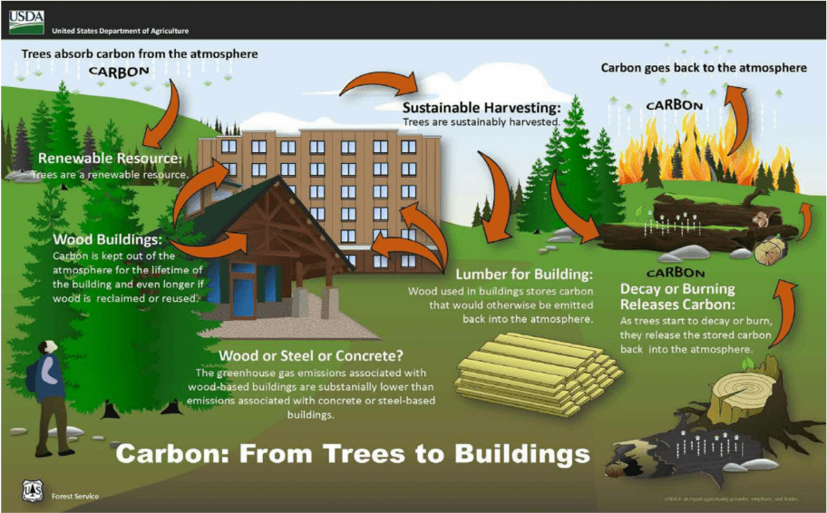 Carbon from trees to buildings infographic