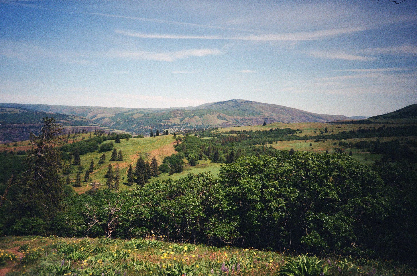 A landscape shot of distant hills, with lots of trees, bushes, and other green plants.