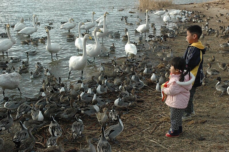 File:Wildlife and Human Health Interactions and the potential of diseases such as Avian Influenza (bird flu) to spread rapidly world-wide has accelerated research on zoonoses—diseases that are transmitted between animals and humans.jpg