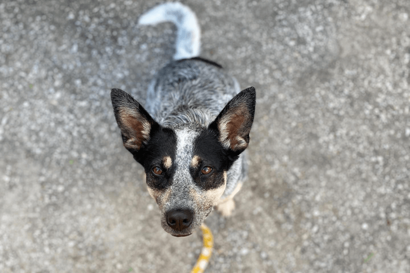 Scout the Australian cattle dog sitting on pavement in front of her owner