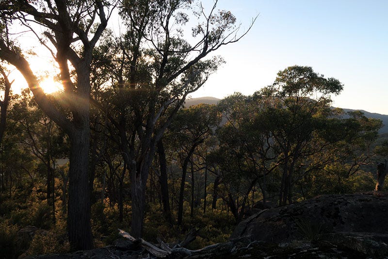 Sun peeking over a mountain top, through trees.