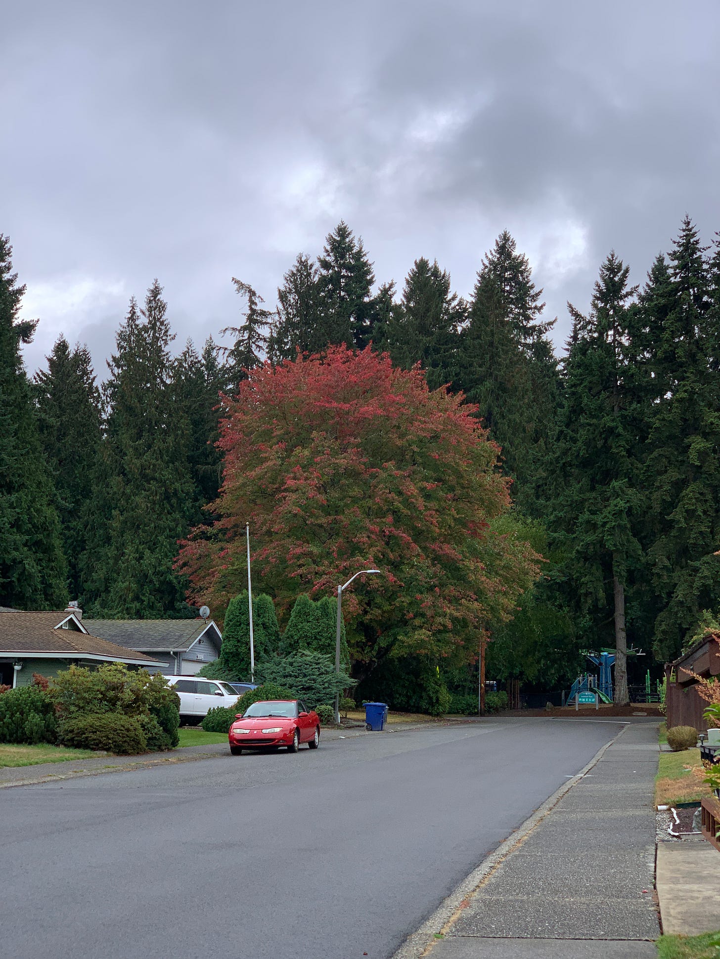 a large maple tree with leaves shifting red, set amidst evergreens