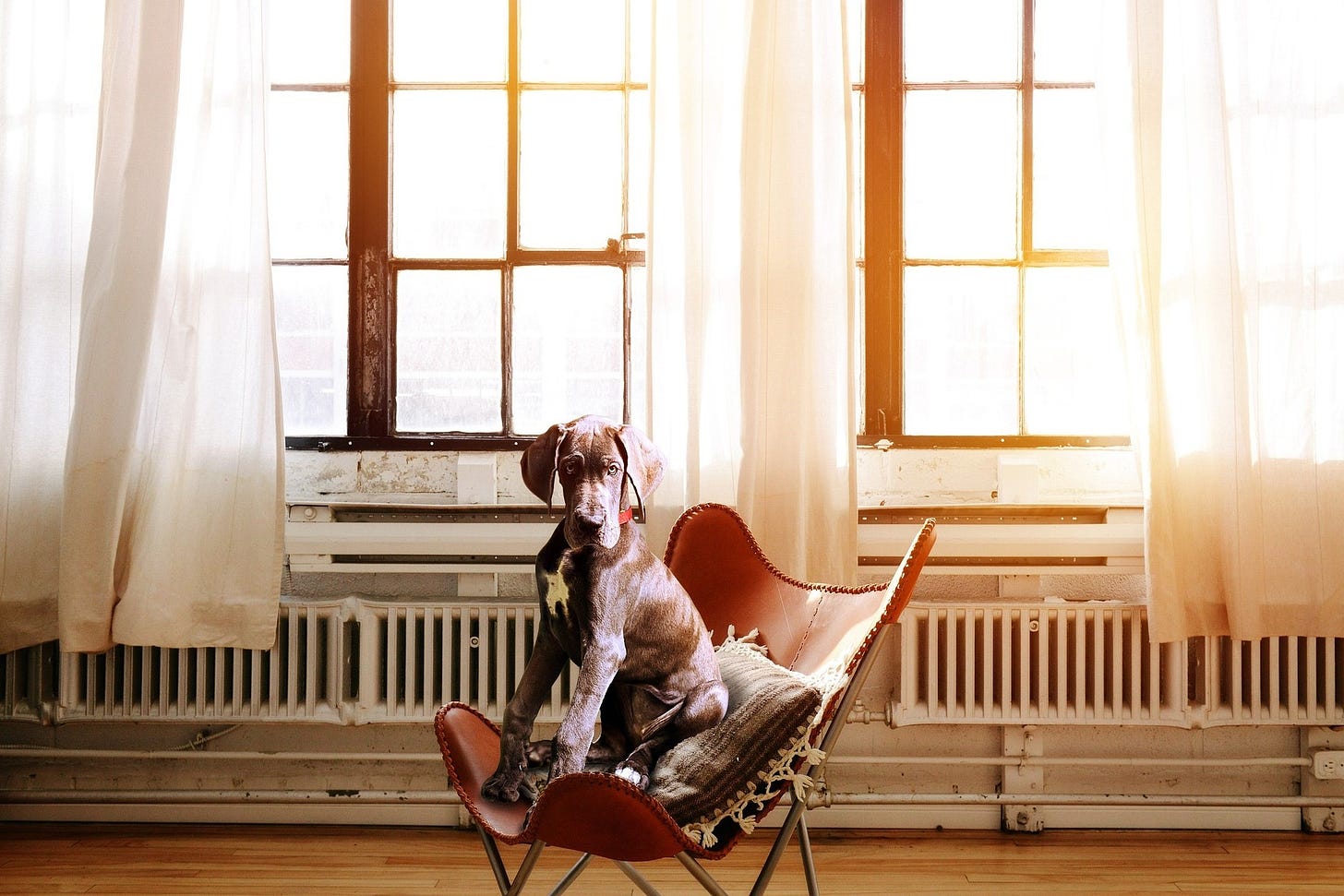 A dog sits is a sunny window.